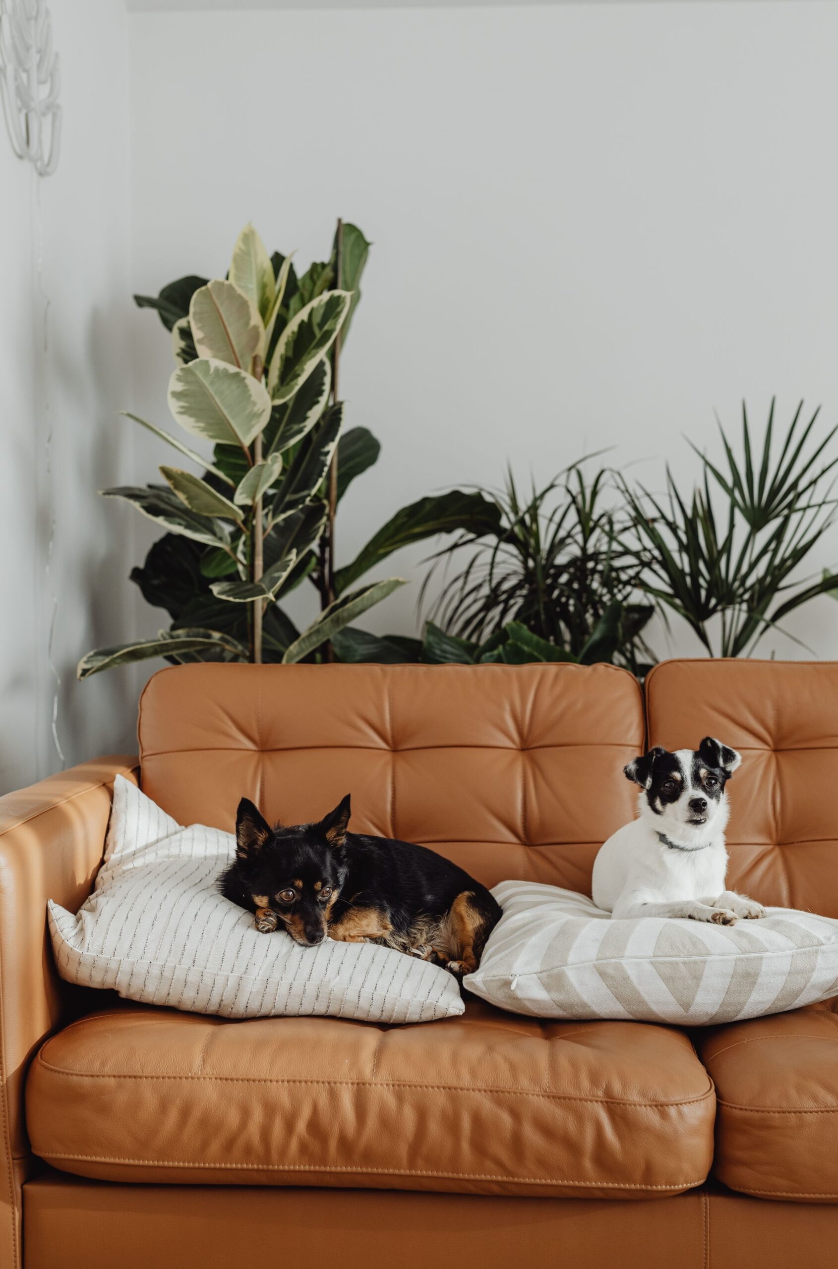 Choosing the Best Pet-Friendly Materials for Your Sofa in Malaysia 2023