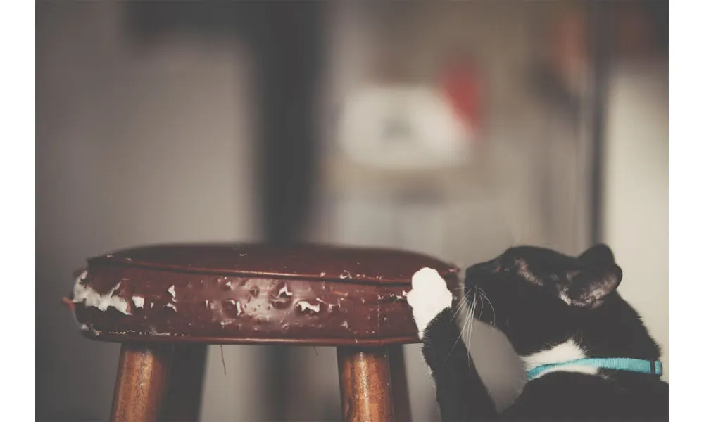 5 Best Pet-Friendly Sofa Materials For Pets and Pet Owners in Malaysia 2022 5 Best Pet-Friendly Sofa Materials For Pets and Pet Owners in Malaysia 2022