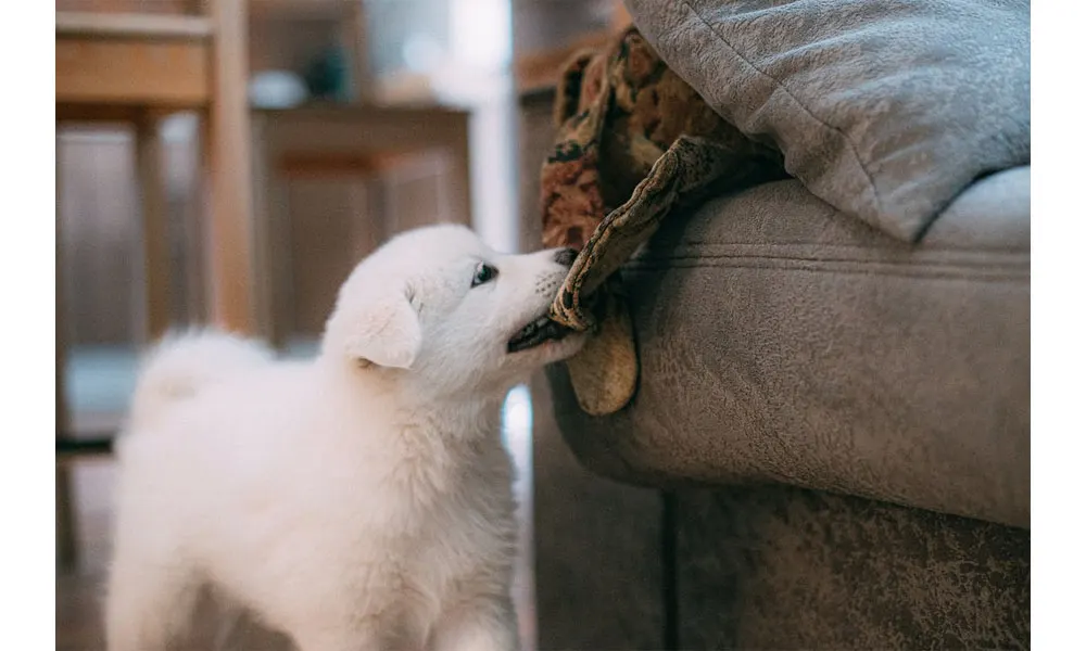 5 Best Pet-Friendly Sofa Materials For Pets and Pet Owners in Malaysia 2022 5 Best Pet-Friendly Sofa Materials For Pets and Pet Owners in Malaysia 2022